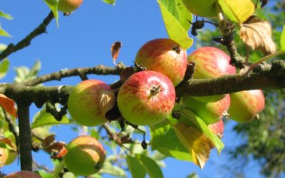 Naturschutz auf der Streuobstwiese – Landschaft erhalten, Arten schützen