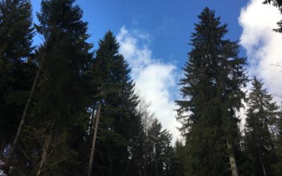 Entwicklungsprogramm Ländlicher Raum: Neun Projekte aus dem Enzkreis erhalten Förderung