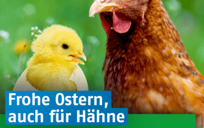 Frohe Ostern – auch für Hähne