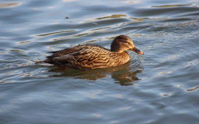 Verbesserung von Wasser- und Bodenqualität: Acht Projekte im Enzkreis und in Pforzheim werden von Land unterstützt