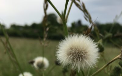 Mit blühenden Gärten das Insektensterben bekämpfen