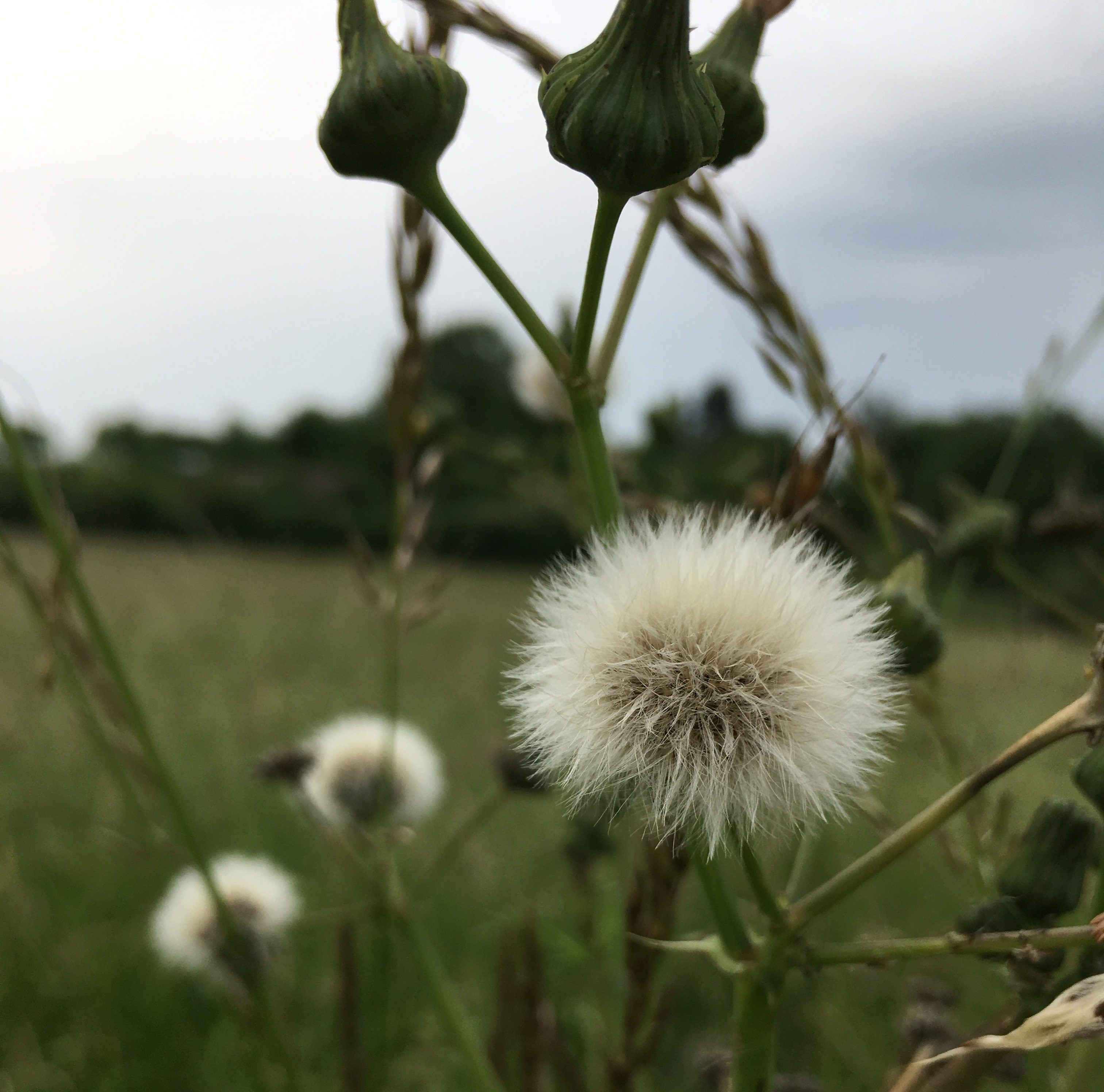 Pusteblume Ein Löwenzahn als Pusteblume auf einer Wiese